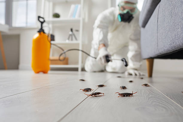 Commercial Rodent Management in Bodega Bay